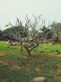 Dead tree on field against sky
