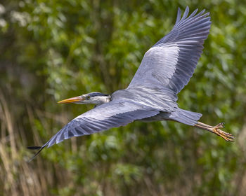 High angle view of gray heron flying