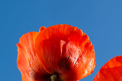 Low angle view of orange flower against blue sky