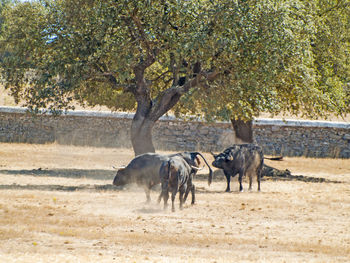 Horses on tree