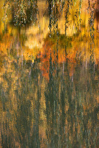 Close-up of trees in forest