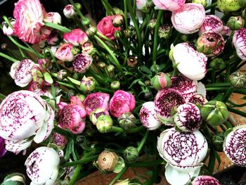 Close-up of flowers