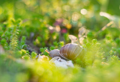 Close-up of snail on land