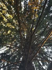 Low angle view of trees in forest against sky