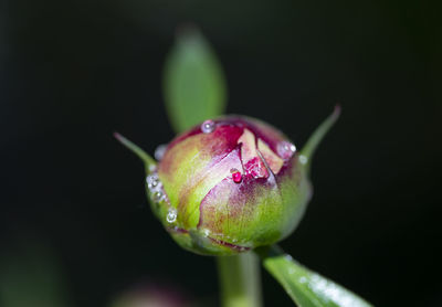 Close-up of flower bud