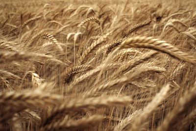 Ripe ears of rye in rye field. wind motion