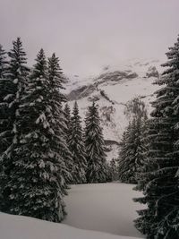 Trees in forest against sky during winter