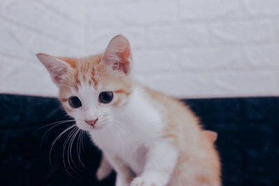 Close-up portrait of cat with kitten at home