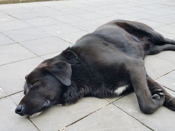 Close-up of puppy sleeping on sidewalk