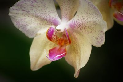 Close-up of white flower blooming in park