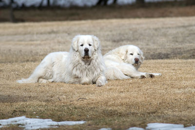 Portrait of dog relaxing on field