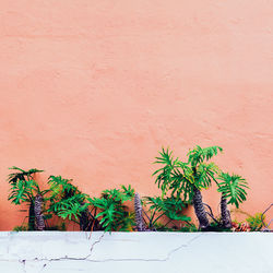 Plants on pink fashion concept. palm on pink wall background