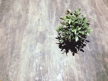Close-up of plant