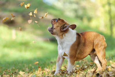 Dog looking away on field