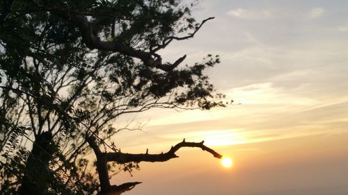 Silhouette tree against sky during sunset