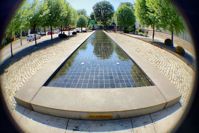 Walkway along trees in city