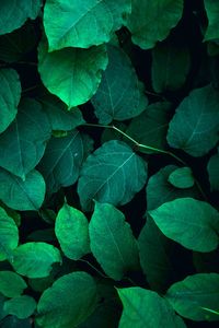 Green plant leaves textured in the nature, green background