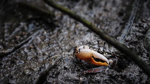 Close-up of a lizard on ground