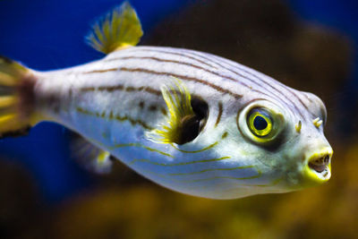 Close-up of fish swimming in aquarium