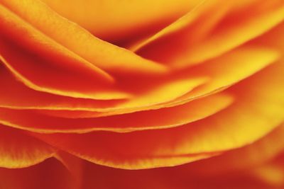 Full frame shot of orange rose flower