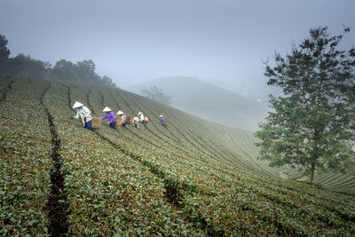 People working on agricultural field against sky