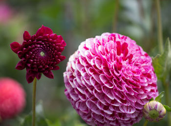 Close-up of pink flowers blooming outdoors