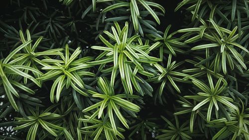 Full frame shot of green leaves