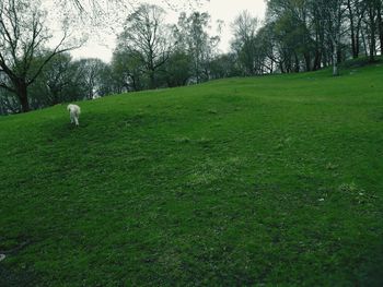 Scenic view of grassy field
