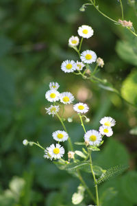 Close-up of white daisy flowers