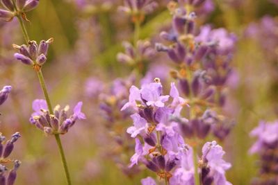 Close-up of purple flowering plants on field