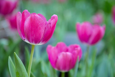 Close-up of pink tulips