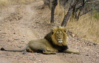 Portrait of lion resting on dirt road