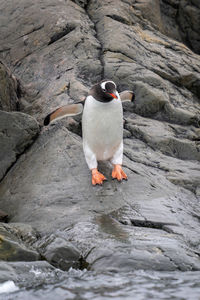 Gentoo penguin stands on rocks lifting flippers