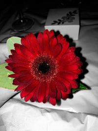 Close-up of red flower