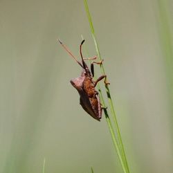 Close-up of insect