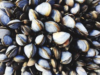 Full frame shot of mussels for sale at market