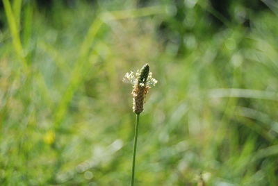 Close-up of dandelion flower