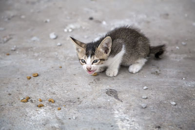 Portrait of cat