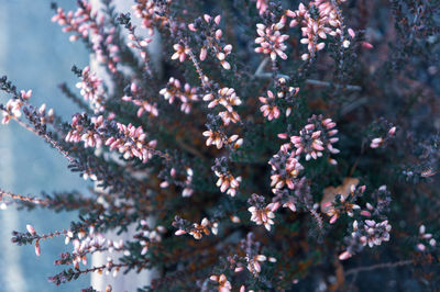 Close-up of pink cherry blossom tree