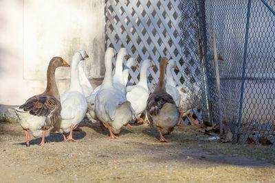 Group white goose and duck is stay in garden