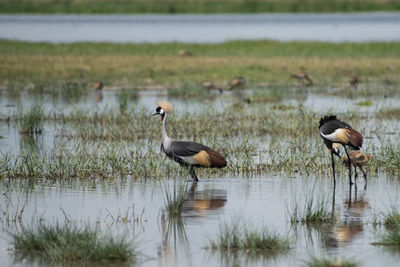 Grey crowned cranes perching in lake