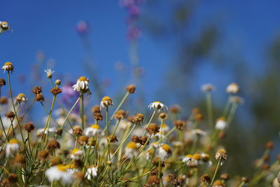 Close-up of flowering plants on field