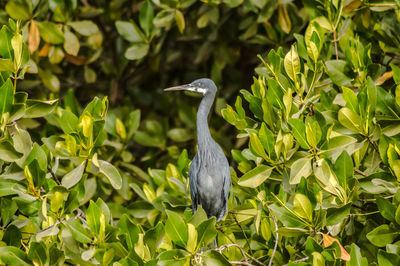 High angle view of gray heron perching on a plant
