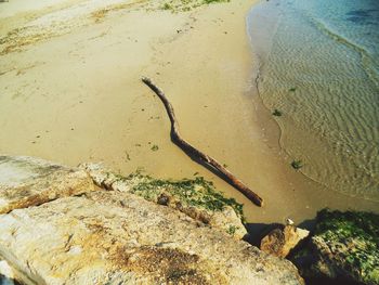 High angle view of crab on beach