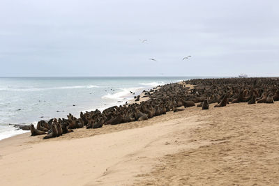 Seagulls on beach