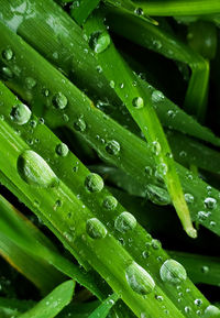 Close-up of wet leaves on rainy day