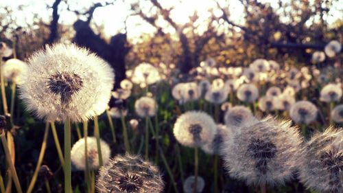 Close-up of dandelion