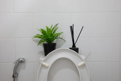 Close-up of potted plant on white wall