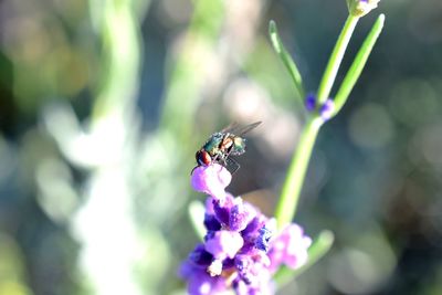 Close-up of insect on purple flower