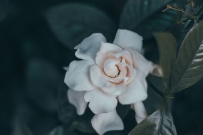 Close-up of white rose